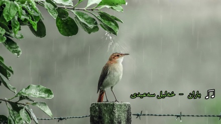گۆرانی باران به دەنگی حەسەن زیرەک 