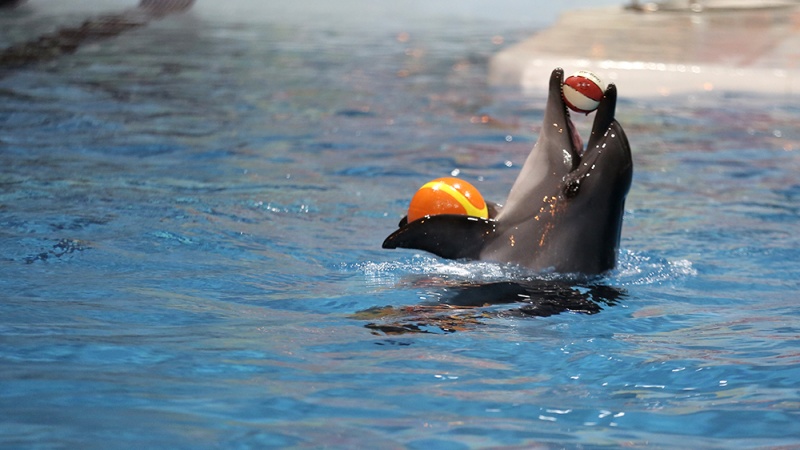 Teheran: Dolphinarium (akvarijum za delfine) kod tornja Milad