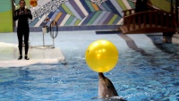 Teheran: Dolphinarium (akvarijum za delfine) kod tornja Milad