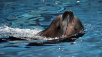 Teheran: Dolphinarium (akvarijum za delfine) kod tornja Milad