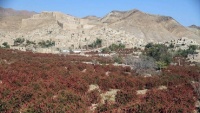 ڕنینەوەی زرشک لە ئێران - بیرجەند