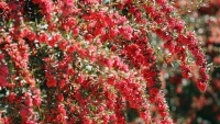 ڕنینەوەی زرشک لە ئێران - بیرجەند