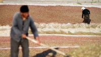 ڕنینەوەی زرشک لە ئێران - بیرجەند