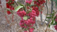 ڕنینەوەی زرشک لە ئێران - بیرجەند