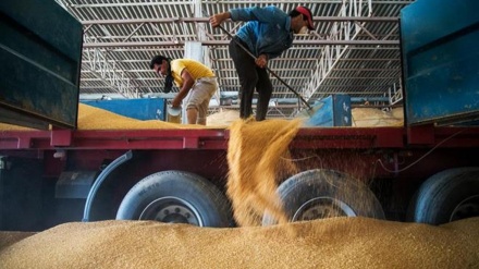 Srbija zabranjuje izvoz pšenice, brašna, kukuruza i ulja
