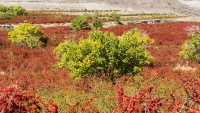 komkirina hilbirîna zirîskê