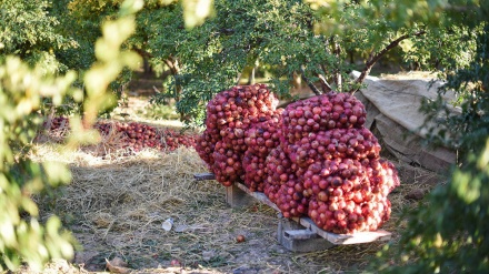 عام تصاویر