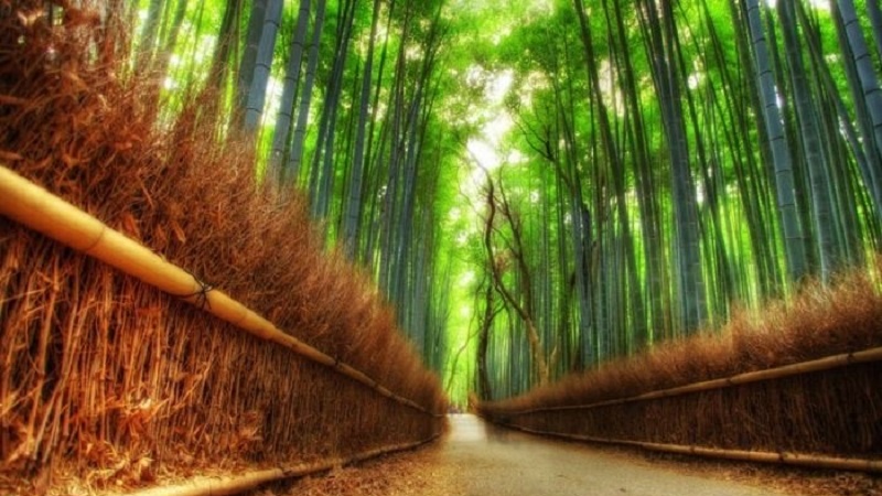 Daristanên bedew ên bamboyê li Japonyayê