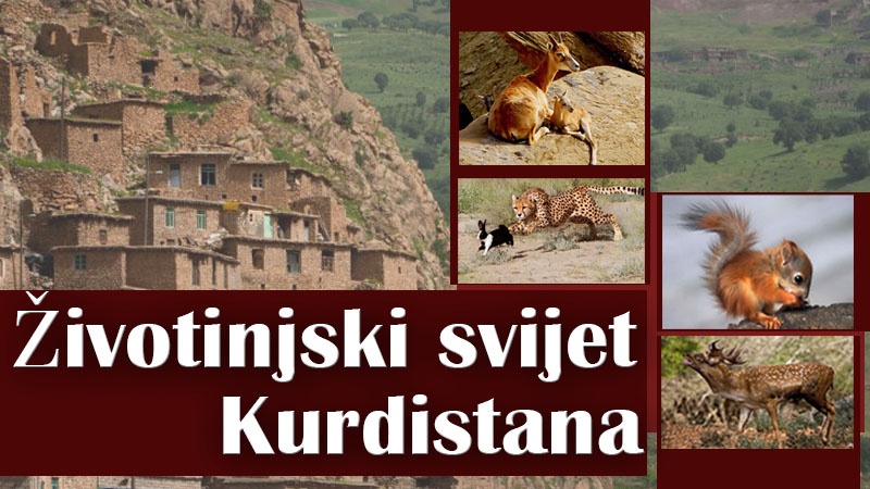 Životinjski svijet Kurdistana