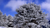 سروشتی جوانی زستانی ئێران
