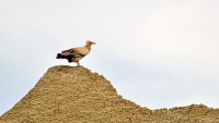 Povodom Svjetskog dana planina