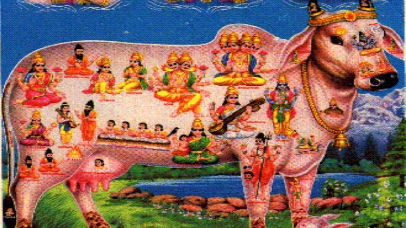 ہندوستان: گائے ذبح کرنے پرعمر قید کی سزا