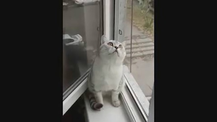 2,7 miliona osoba koje su pogledale ovaj video željele su znati u što zuri ova mačka               