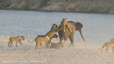 Napad 14 lavova na mladog slona