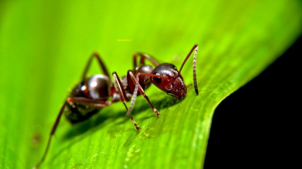 Ovaj video će vas zapanjiti: Most od mravi