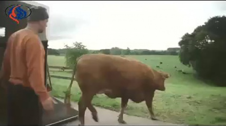 Suza na vrijeme spasila kravu od smrti