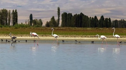 گزنگی به‌یانی - 04