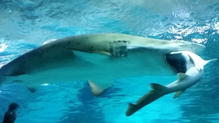 Morski pas progutao drugog morskog psa u akvariju