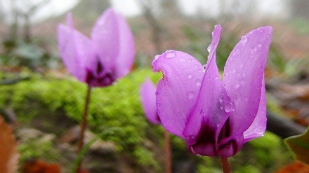 گزنگی به‌یانی - 95/01/09