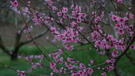 گوڵه جوانەکانی بەهار 