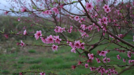 چرۆی بەهاری – ئێران 