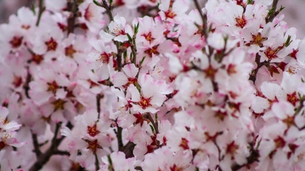 چرۆی بەهاری – ئێران