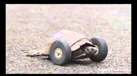 Kornjača koja umjesto ruku ima kotače