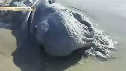 Nepoznato stvorenje na obalama Meksika 