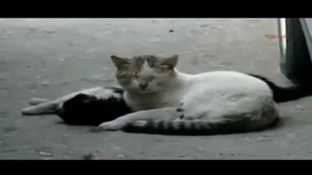 Žalostan pokušaj mačke da spasi pripadnika svoje vrste