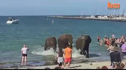 Kad slonovi iz cirkusa pobjesne...