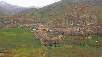 سروشتی جوانی سنه