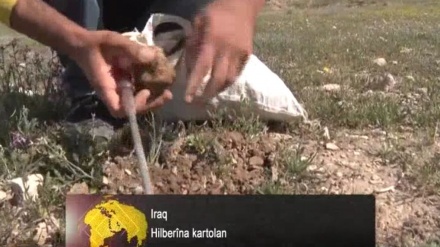 Iraq – Hilberîna kartolan