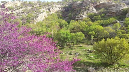 هەڵدێری جوانی ئەرغەوان له پارێزگای ئیلام 