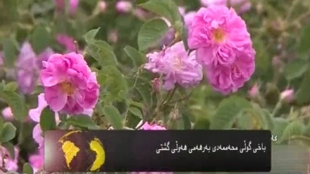 باخی گوڵی محەممەدی بەرهەمی هەوڵی گشتی