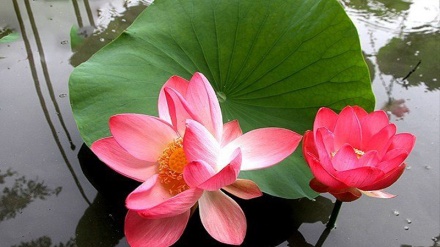 گۆلی نیلووپەڕی شین