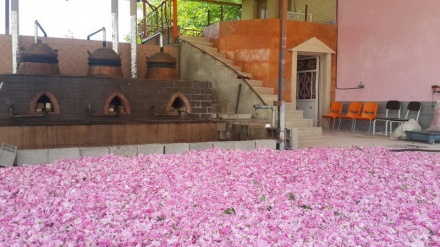  چنینه‌وه‌ی‌ گوڵباخی و به‌رهه‌م هێنانی گوڵاو