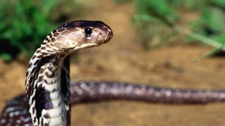 Jedno od najstrašnijih zanimanja na svijetu