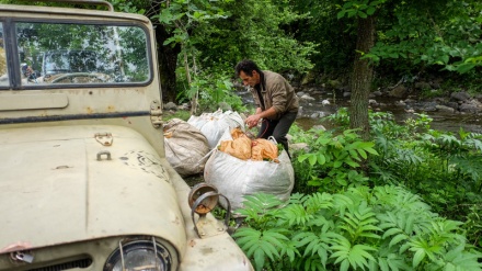 Hinardekirina 12 hezar ton çaya Îranî bo bazarên navneteweyî