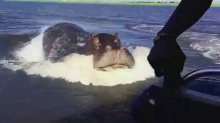 Zašto se ne treba približiti zoni u kojoj caruju životinje?