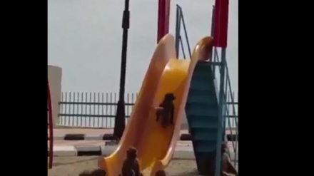 Nepozvani gosti u saudijskom parku