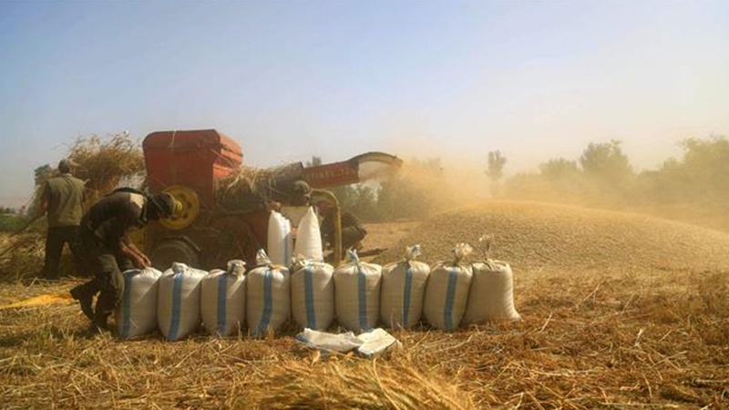 Turska od terorista kupuje sirijsku pšenicu