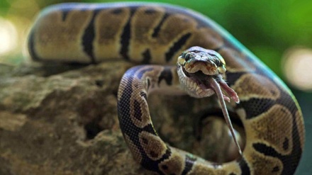 Zmija duga 3 metra napala Tajlandžanina u toaletu 