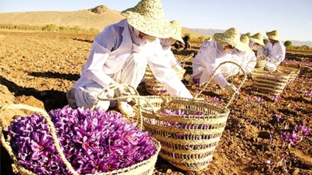 ایران زعفران پیدا کرنے والا دنیا کا سب سے بڑا ملک  