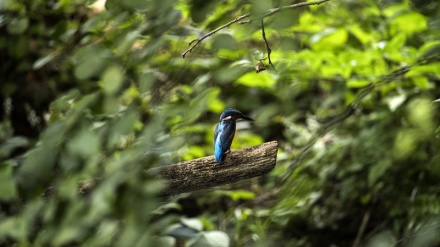 Dîmenên bihîşta jiyana mûviyan li Madagaskarê