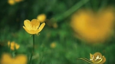 ئافرێنراوەکانی جوانی خودای میهرەبان