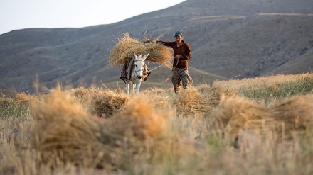 ایران کے صوبے خراسان شمالی میں گندم کی کٹائی