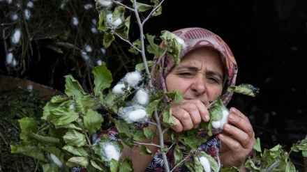 گوندێکی سەرەنجڕاکێش لە باکووری ئێران/ئێرە ئاخێزگەی هەورێشمە