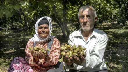 Hilberîna Findiqê - Îran