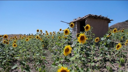 مەزرای گوڵەبەڕۆژە