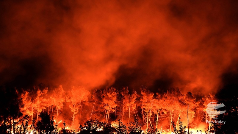 نیوزی لینڈ: جنگلوں میں آگ ہنگامی حالت کا اعلان